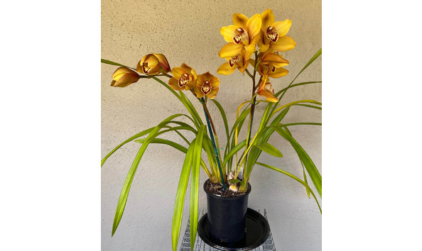 Big image lot xxx   cym. autumn crisp  geyserland  b csa plant