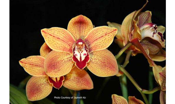 Big image lot xxx   cym. autumn lady  stars and stripes  hcc aos