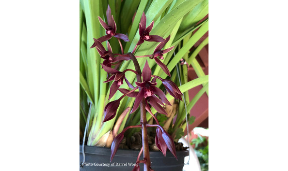 Big image lot xxx   cym. bungy jumper  cats 