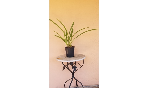 Big image lot xxx   cym. bungy jumper  cats  plant