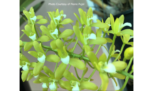 Big image lot xxx   cym. canaliculatum  cats 