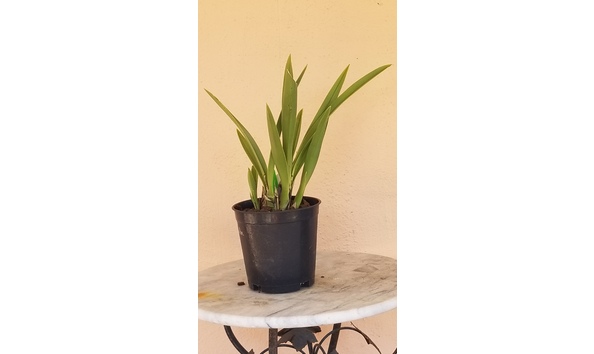 Big image lot xxx   cym. canaliculatum  cats  plant