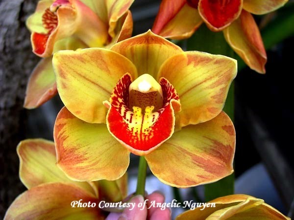 Cym. (Chatterbox x Baltic Rose) 'Feathered Flame'