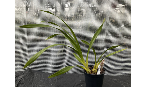 Big image lot xxx   cym. chatterbox x baltic rose   feathered flame  plant