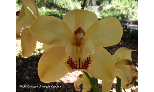 Big image lot xxx   cym. chichester tower  cinnabar  hcc aos  b csa