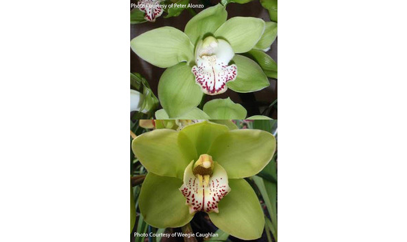 Big image lot xxx   cym. claude s village