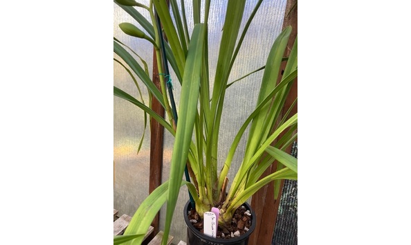 Big image lot xxx   cym. claude s village plant