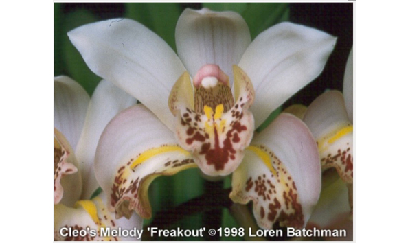 Big image lot xxx   cym. cleo s melody  freakout  ad csa