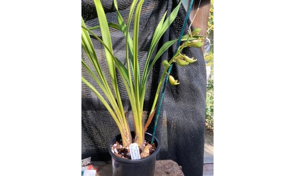 Big image lot xxx   cym. cleo s melody  freakout  ad csa plant