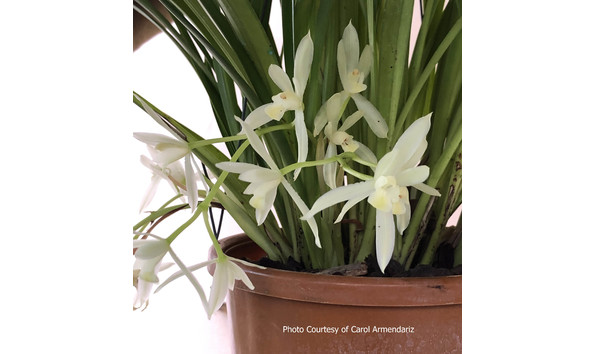 Big image lot xxx   cym. dayanum  edelweiss 