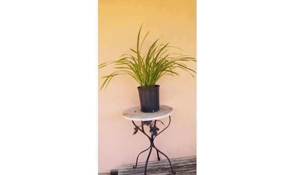 Big image lot xxx   cym. dayanum  edelweiss  plant