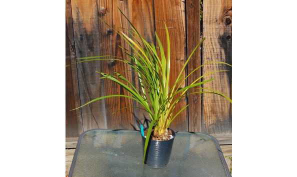 Big image lot xxx   cym. dayanum  white oak  plant