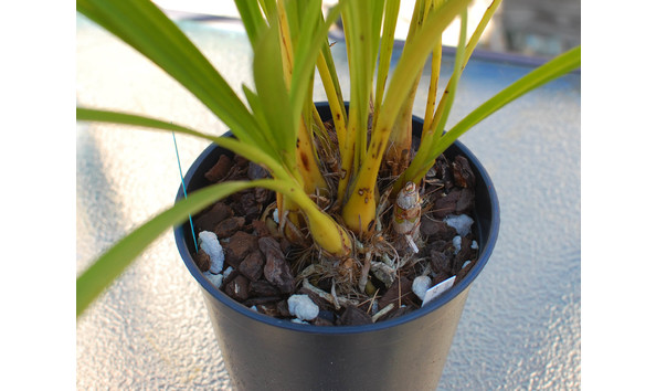 Big image lot xxx   cym. dayanum  white oak  bulbs