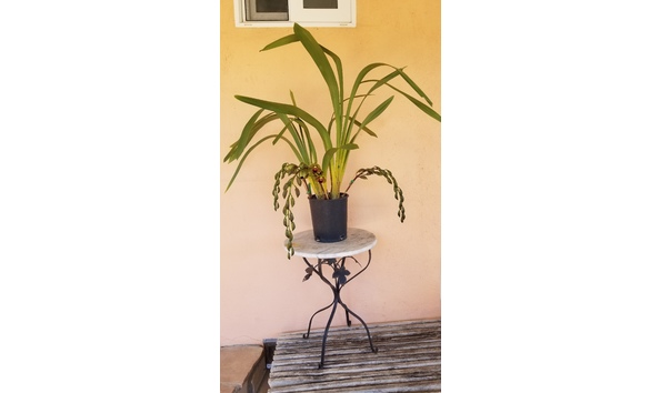 Big image lot xxx   cym. devon jade  kathleen  plant