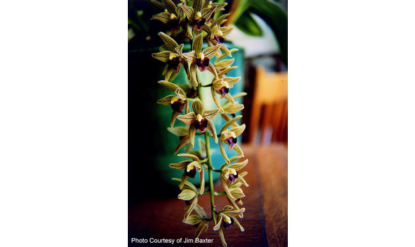 Big image lot xxx   cym. devonianum  featherhill 