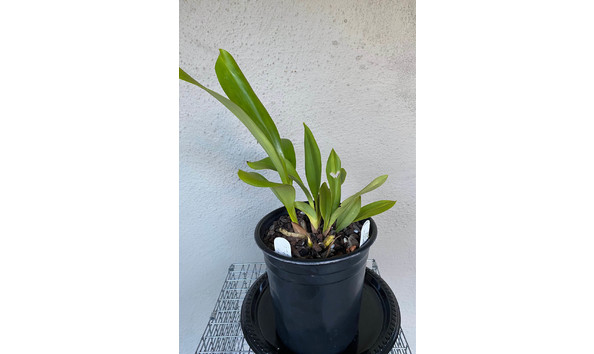 Big image lot xxx   cym. devonianum  featherhill  plant