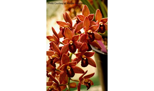 Big image lot xxx   cym. dorothy stockstill  spicy salsa 