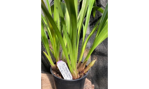 Big image lot xxx   cym. dorothy stockstill  spicy salsa  plant