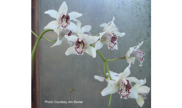 Big image lot xxx   cym. dryad  cinnabar 