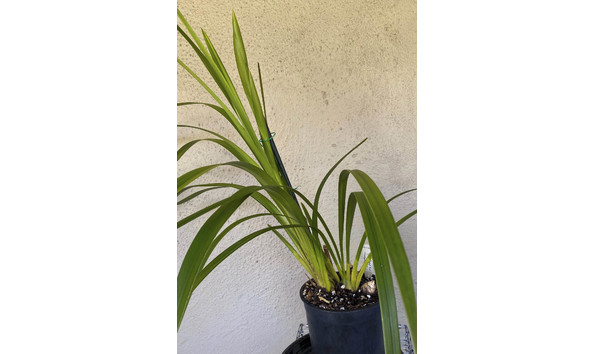 Big image lot xxx   cym. dryad  cinnabar  plant