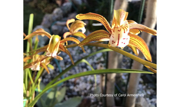 Big image lot xxx   cym. erythraeum  paradise 