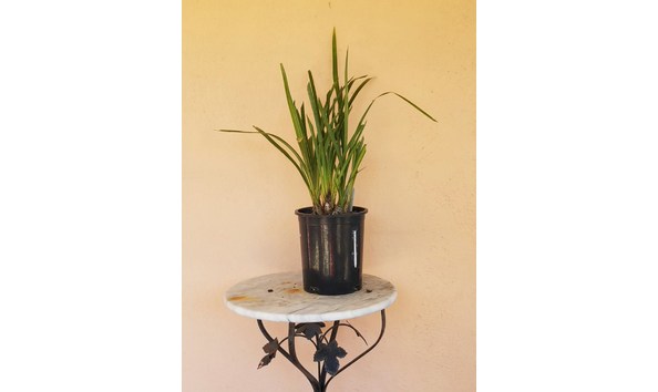 Big image lot xxx   cym. erythraeum  paradise  plant