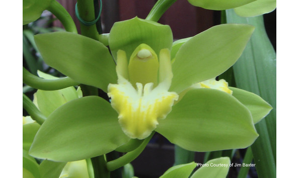 Big image lot xxx   cym. esmeralda 4n