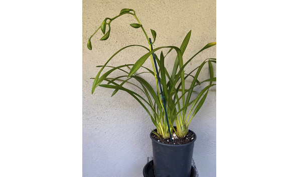 Big image lot xxx   cym. esmeralda 4n plant