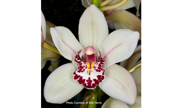 Big image lot xxx   cym. fancy dolly  snowball 