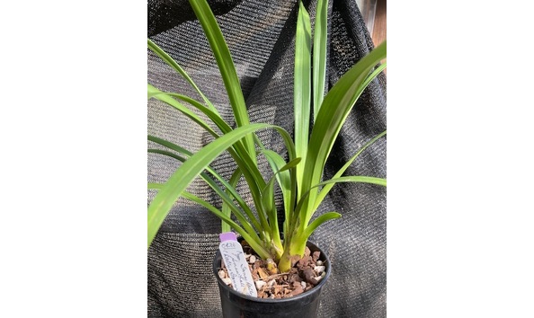 Big image lot xxx   cym. fancy dolly  snowball  plant