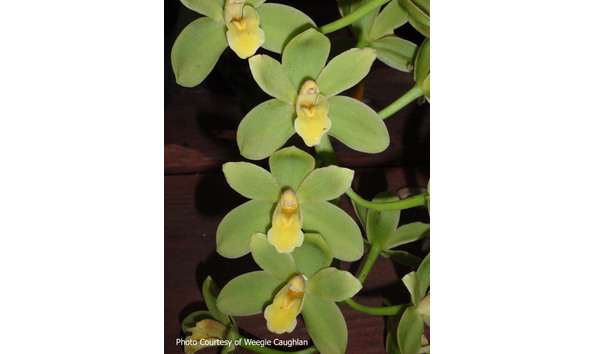 Big image lot xxx   cym. fifi  harry  2n am aos