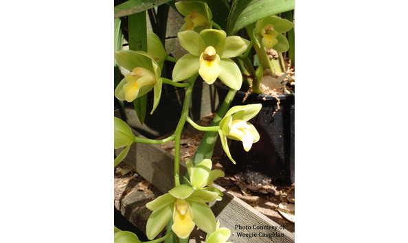 Big image lot xxx   cym. gladys whitesell  rebel  hcc aos  b csa