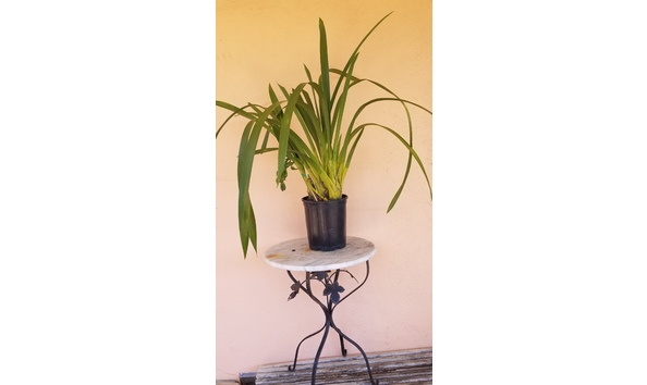 Big image lot xxx   cym. gladys whitesell  rebel  hcc aos  b csa plant