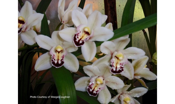 Big image lot xxx   cym. globetrotter  anna 