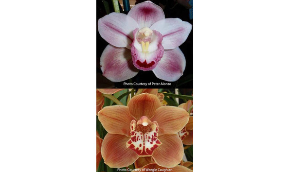 Big image lot xxx   cym. golden valley2