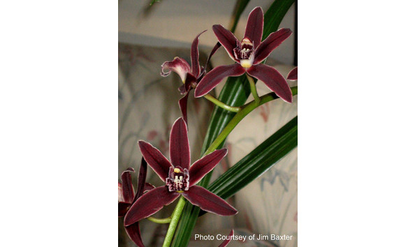 Big image lot xxx   cym. gordon gibbs  plush 