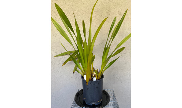 Big image lot xxx   cym. gordon gibbs  plush  plant