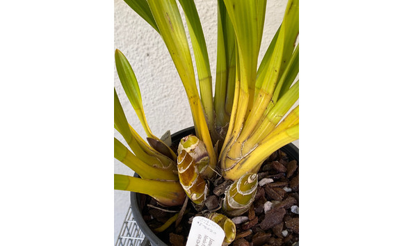 Big image lot xxx   cym. gordon gibbs  plush  spike