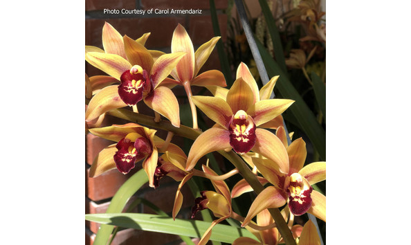 Big image lot xxx   cym. gordon s vision  stirling 