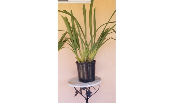 Big image lot xxx   cym. gordon s vision  stirling  plant