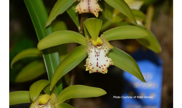 Big image lot xxx   cym. grandiflorum  gidget 