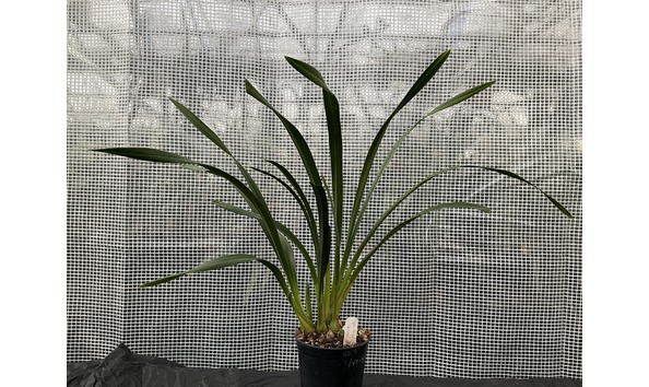 Big image lot xxx   cym. happy alex  splash  plant