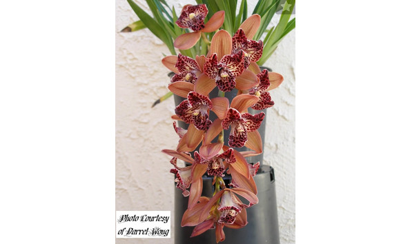 Big image lot xxx   cym. hot devon  bird of paradise 