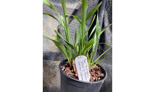 Big image lot xxx   cym. hot devon  bird of paradise plant