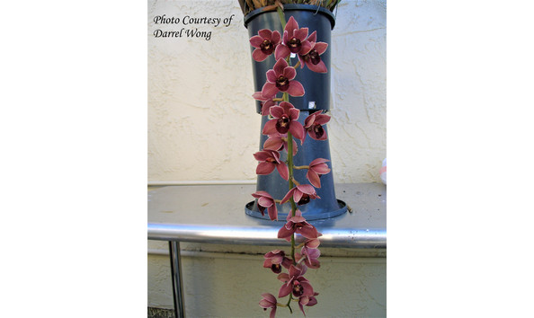 Big image lot xxx   cym. itchycoo park  fortunato 