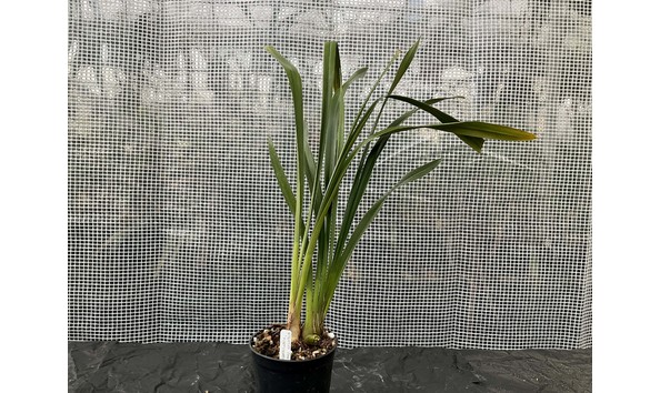 Big image lot xxx   cym. itchycoo park  fortunato  plant