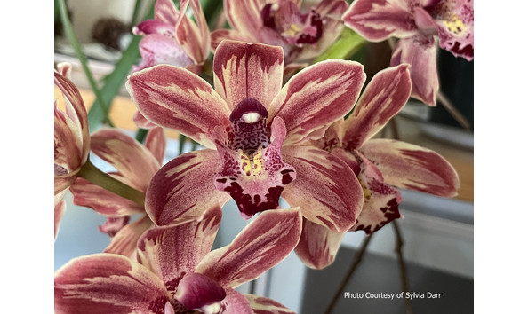 Big image lot xxx   cym. ivy fung  harlequin 