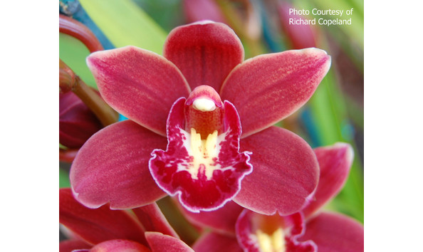 Big image lot xxx   cym. ivy fung  port wine 