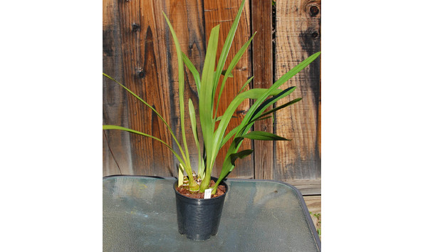 Big image lot xxx   cym. ivy fung  port wine  plant