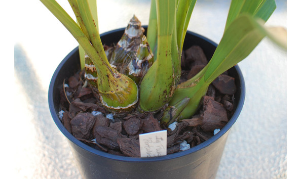 Big image lot xxx   cym. ivy fung  port wine  bulbs